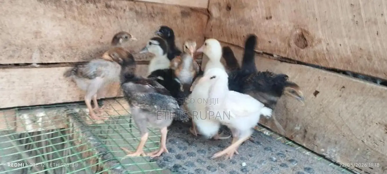 சோனாலி கோழிக் குஞ்சுகள்