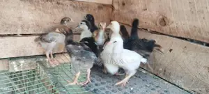 சோனாலி கோழிக் குஞ்சுகள்