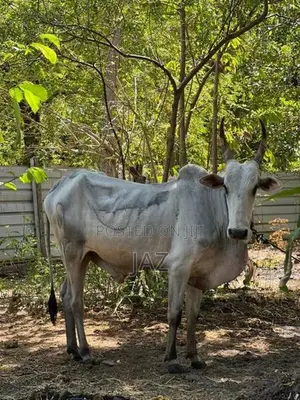 காளை மாடு (Stud Bull)