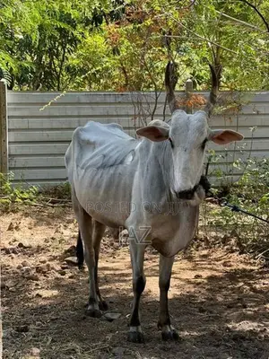 காளை மாடு (Stud Bull)
