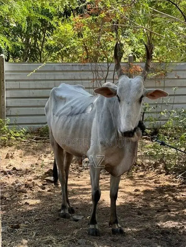 காளை மாடு (Stud Bull)