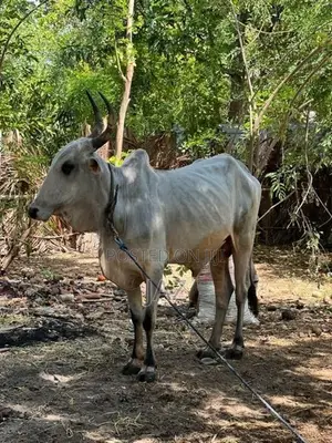 காளை மாடு (Stud Bull)