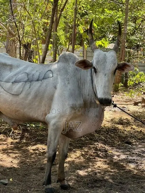 காளை மாடு (Stud Bull)