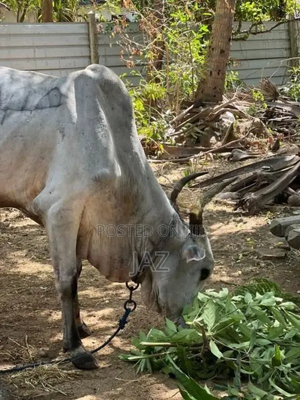 காளை மாடு (Stud Bull)