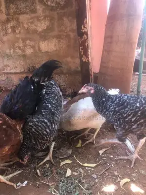 5 மாத ஊர் கோழி கோப்பாய் இலகடியில் விற்பனைக்கு உண்டு.