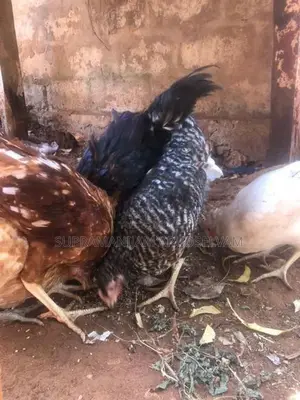 5 மாத ஊர் கோழி கோப்பாய் இலகடியில் விற்பனைக்கு உண்டு.