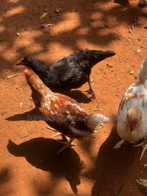 5 மாத ஊர் கோழி கோப்பாய் இலகடியில் விற்பனைக்கு உண்டு.