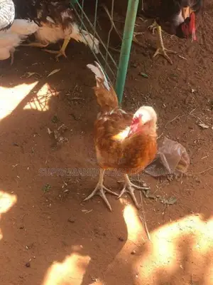 5 மாத ஊர் கோழி கோப்பாய் இலகடியில் விற்பனைக்கு உண்டு.