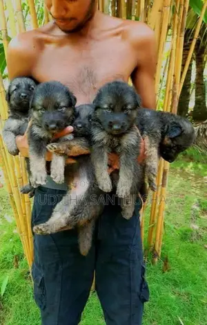 German Shepherd Puppy