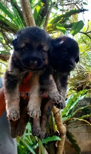 German Shepherd Puppy