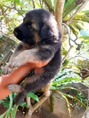 German Shepherd Puppy