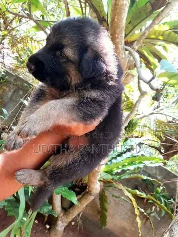 German Shepherd Puppy
