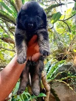 German Shepherd Puppy