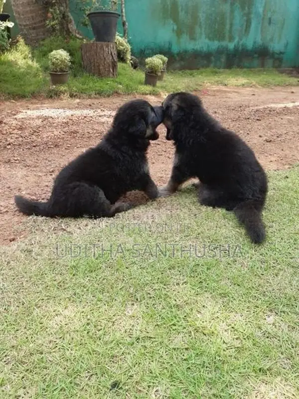 German Shepherd Puppy
