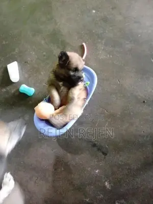 நாய்க்குட்டி
