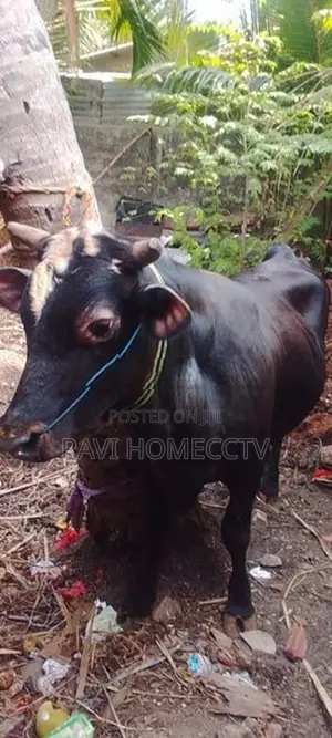 Farm Cow