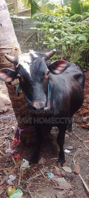 Farm Cow