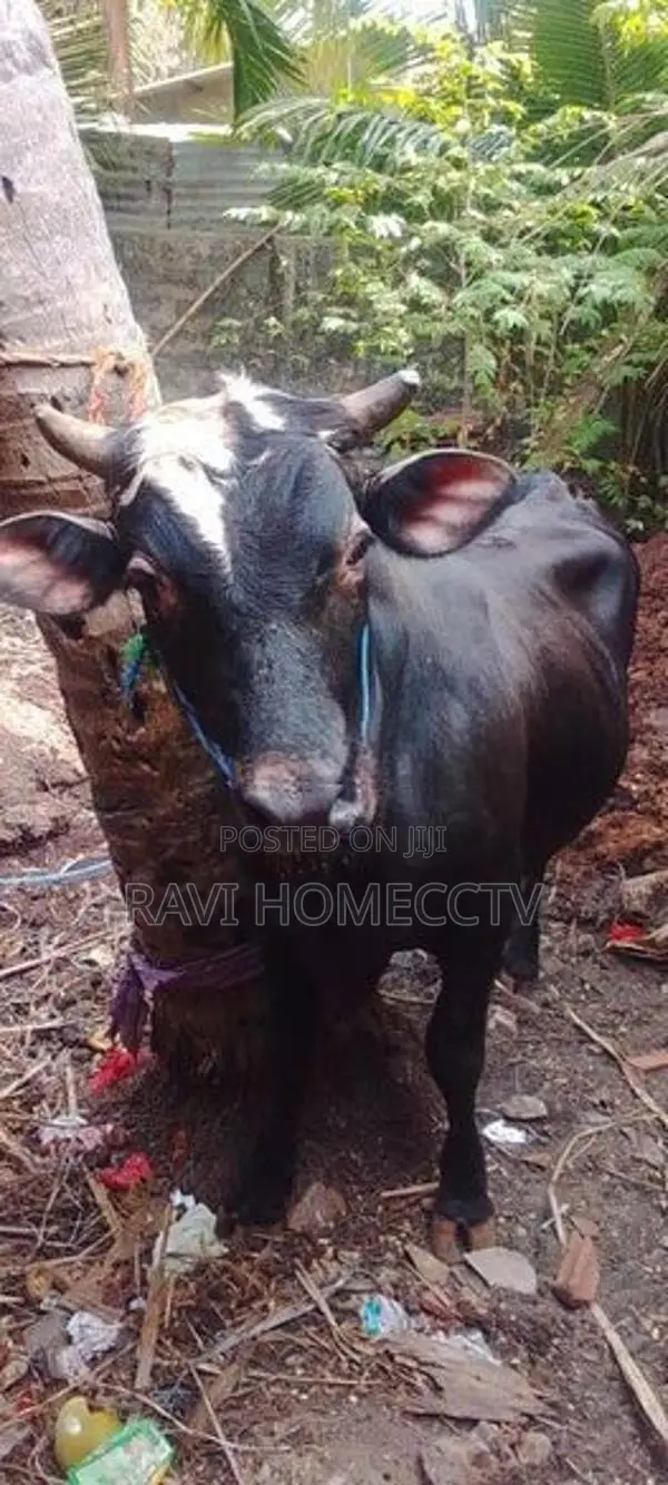 Farm Cow