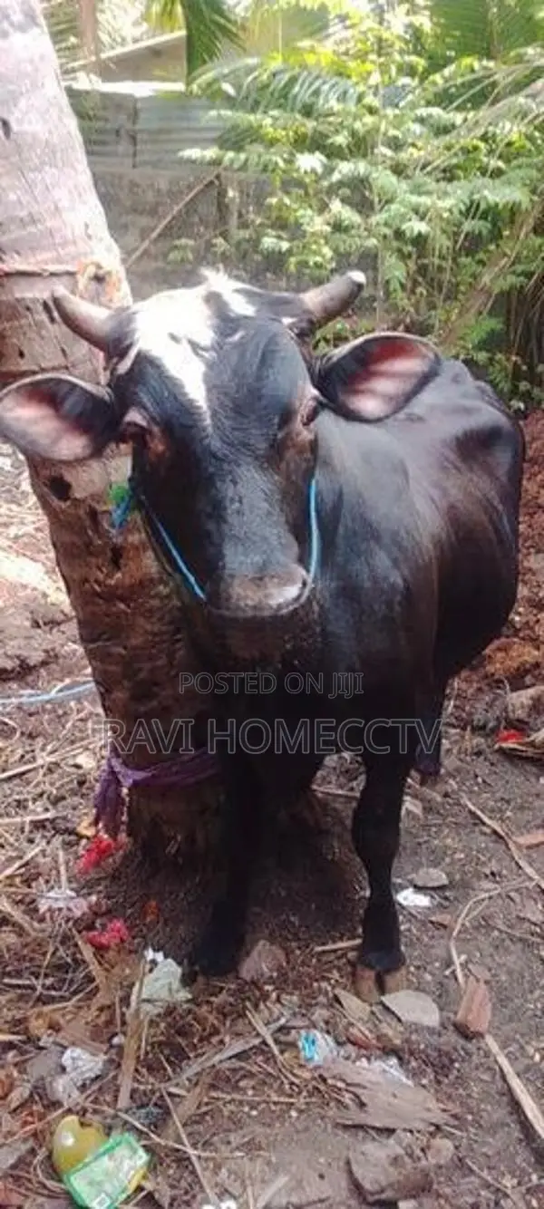 Farm Cow