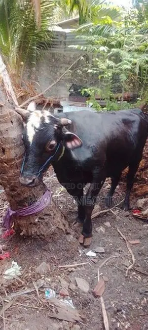 Farm Cow