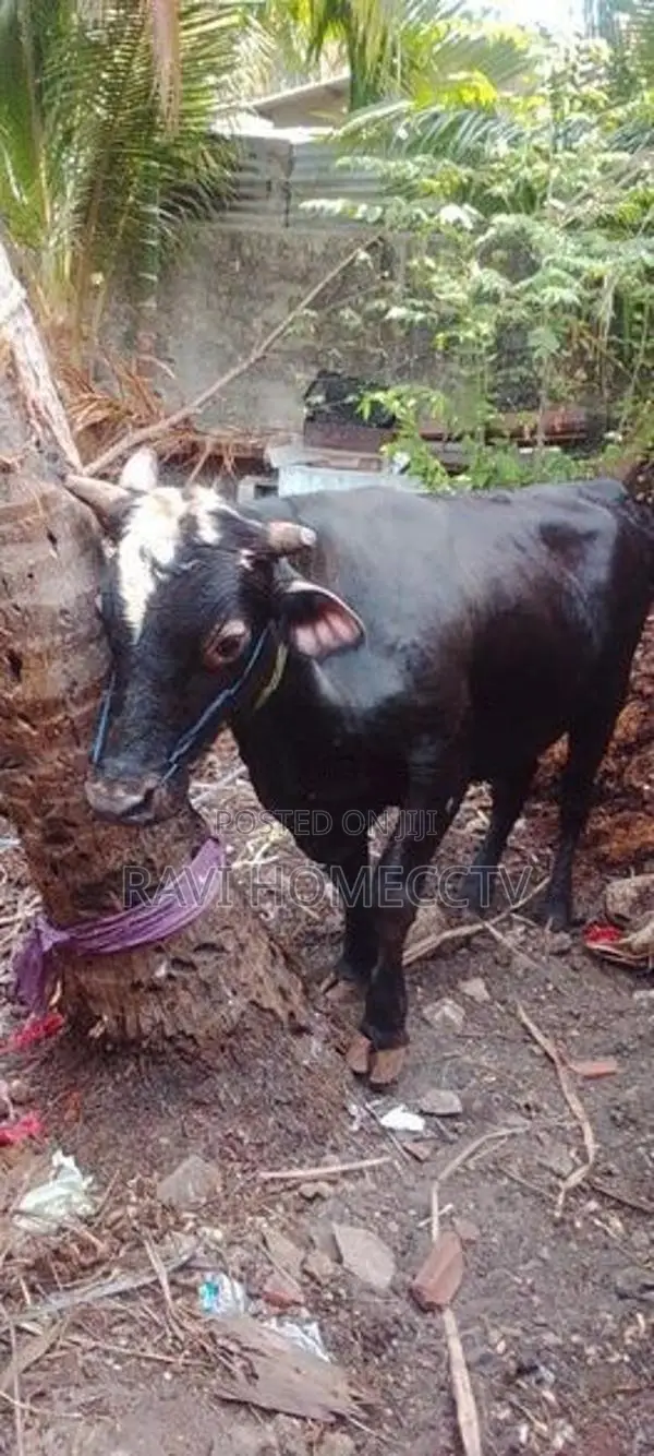 Farm Cow