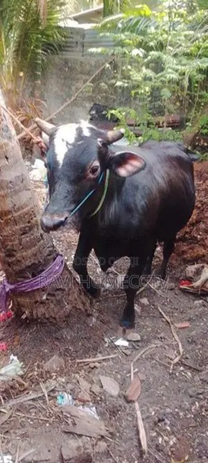 Farm Cow