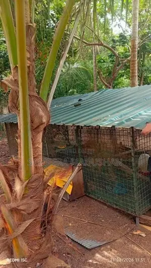 විකිනීමට
