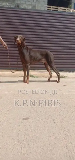 Doberman
