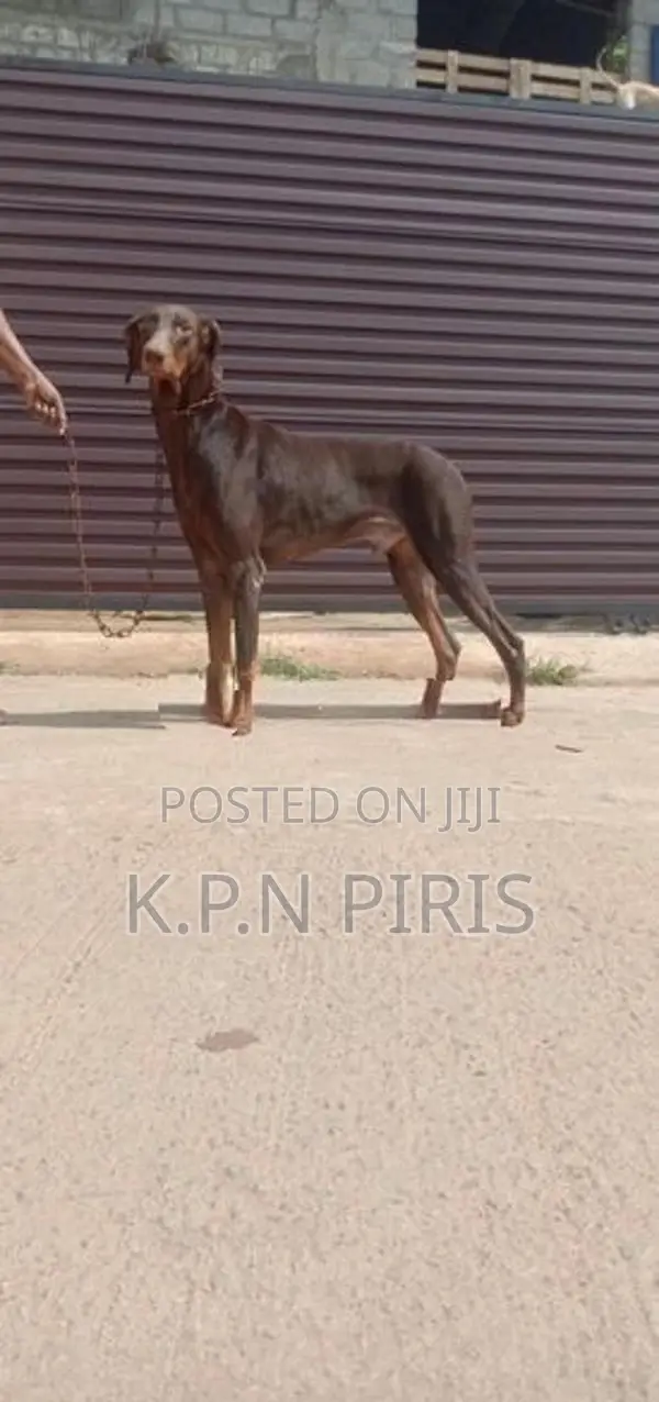 Doberman