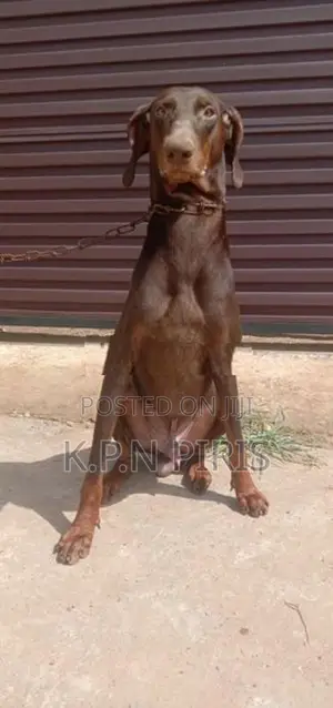 Doberman
