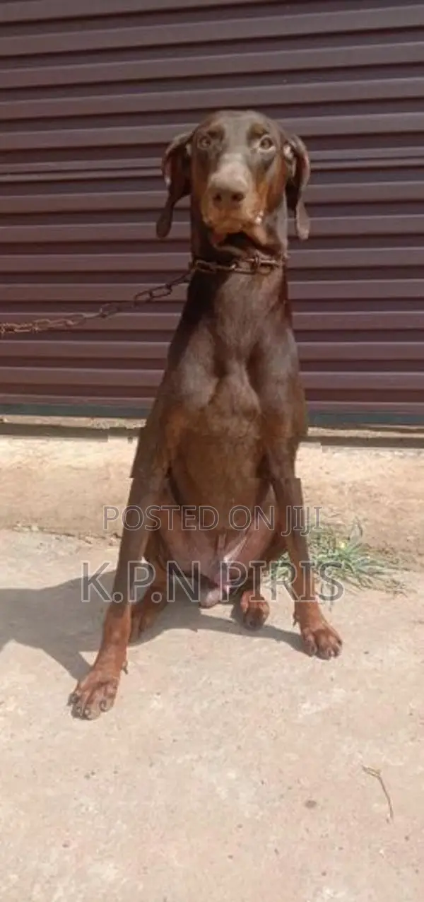 Doberman