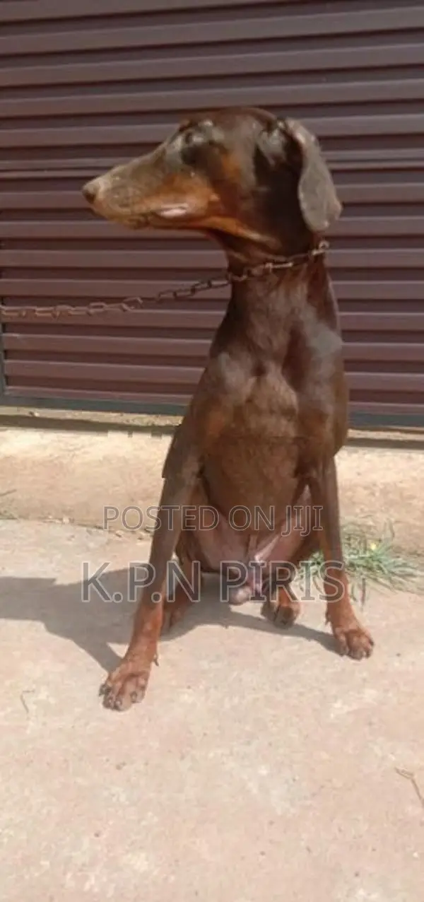 Doberman