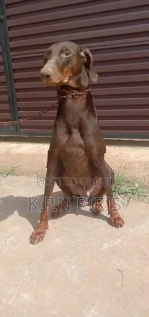 Doberman