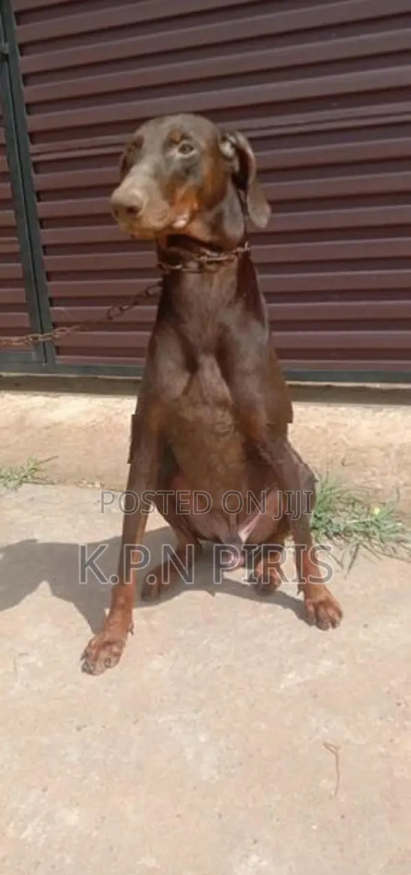 Doberman