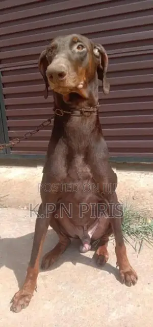 Doberman