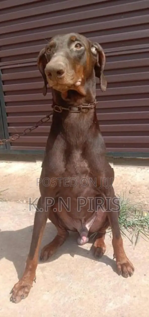 Doberman