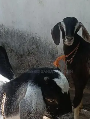 Farm Goat