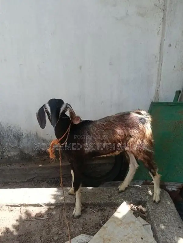Farm Goat