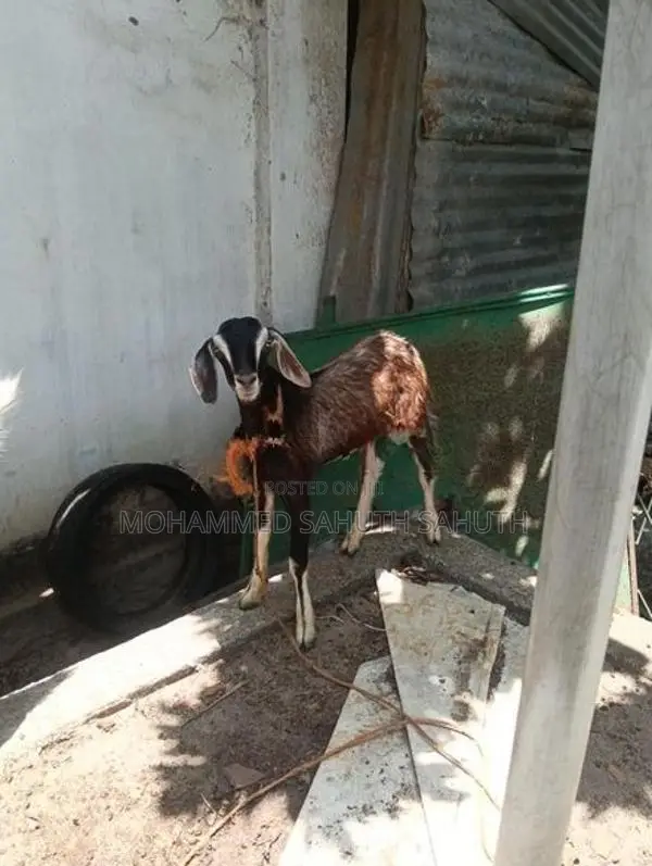 Farm Goat