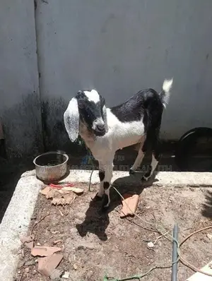 Farm Goat