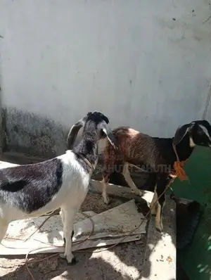 Farm Goat
