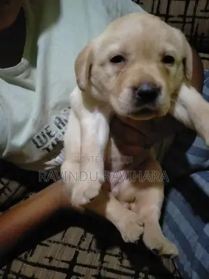 Labrador Puppy