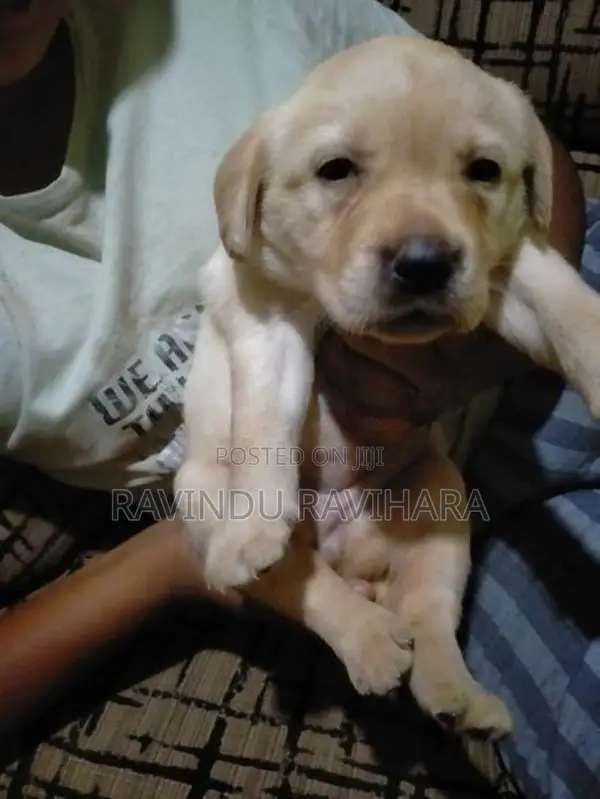 Labrador Puppy