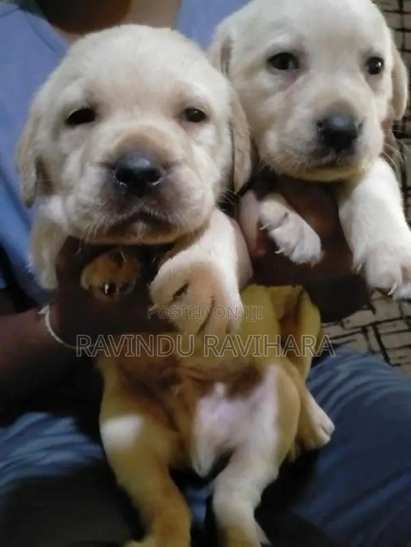 Labrador Puppy