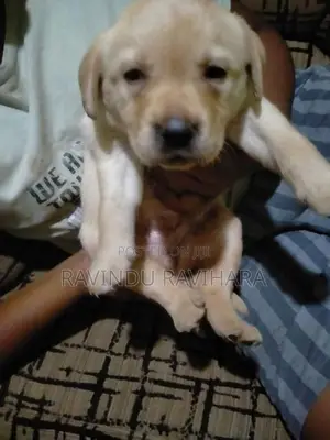 Labrador Puppy