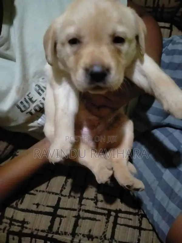Labrador Puppy