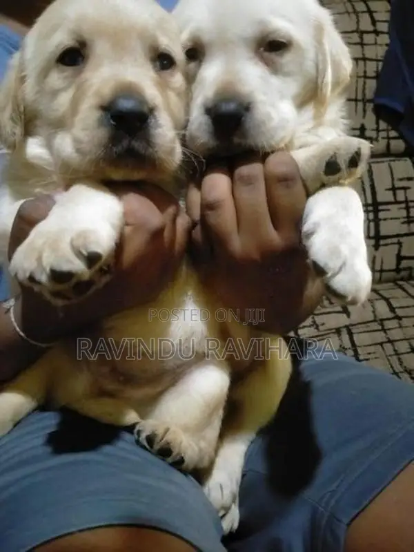 Labrador Puppy