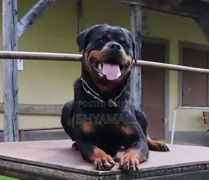 Rottweiler Male Dog (Stud ) Crossing