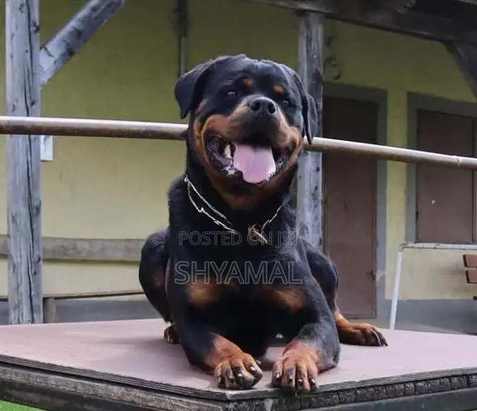 Rottweiler Male Dog (Stud ) Crossing