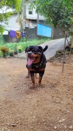 Rottweiler Male Dog (Stud ) Crossing